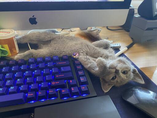 Furry Workspace Invader: Cat Lounging on Mechanical Keyboard